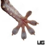 Starry Tokay Gecko (pradapdao sumontha)