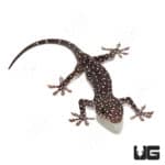 Starry Tokay Gecko (pradapdao sumontha)