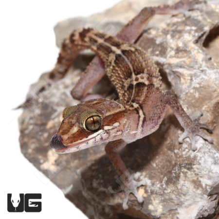 Stumpff's Ground Gecko (Paroedura Stumpffi) For Sale - Underground Reptiles