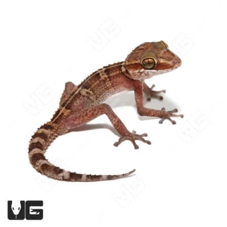 Stumpff's Ground Gecko (Paroedura Stumpffi) For Sale - Underground Reptiles