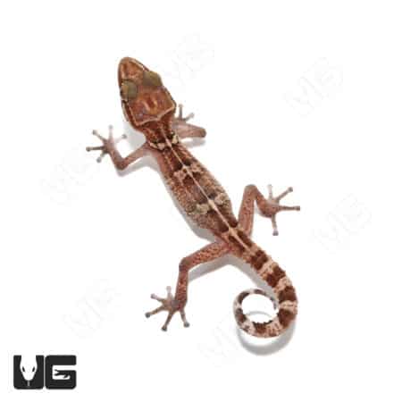 Stumpff's Ground Gecko (Paroedura Stumpffi) For Sale - Underground Reptiles