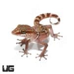 Stumpff's Ground Gecko (Paroedura Stumpffi) For Sale - Underground Reptiles