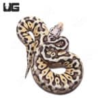 Female Super Pastel Spotnose Het Clown Ball Python (Python regius) For Sale - Underground Reptiles