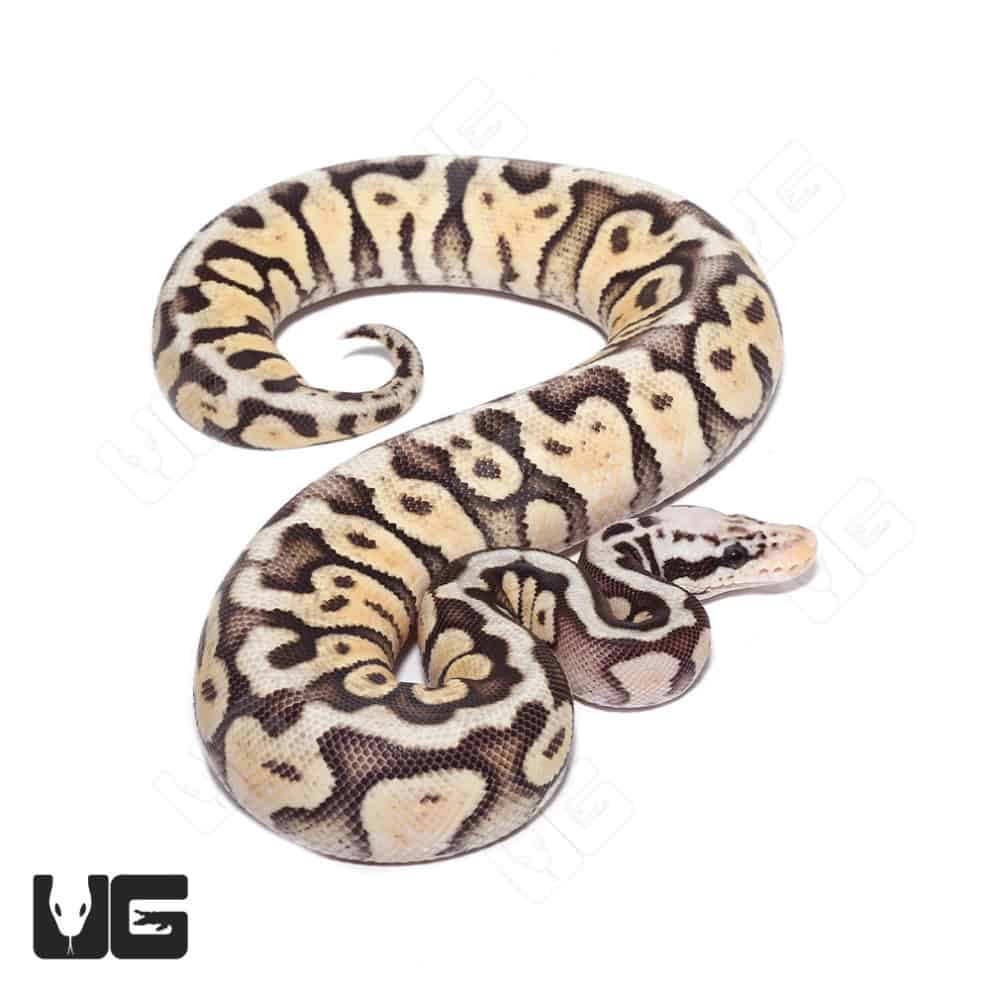 Baby Pastel Enchi Ball Python For Sale Underground Reptiles
