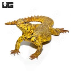 Super Yellow Uromastyx (Uromastyx geyri) For Sale - Underground Reptiles