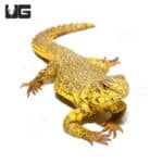 Super Yellow Uromastyx (Uromastyx geyri) For Sale - Underground Reptiles