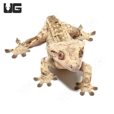 Tailless Adult Phantom Partial Pinstripe Dalmation Crested Gecko (Correlophus ciliatus) For Sale - Underground Reptiles