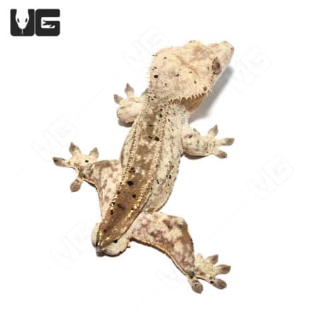 Tailless Adult Phantom Partial Pinstripe Dalmation Crested Gecko (Correlophus ciliatus) For Sale - Underground Reptiles
