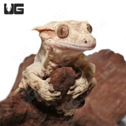 Tailless Adult Phantom Partial Pinstripe Dalmation Crested Gecko (Correlophus ciliatus) For Sale - Underground Reptiles