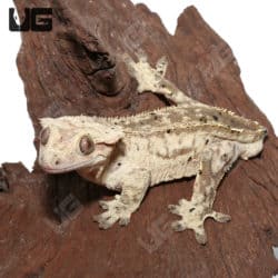 Tailless Adult Phantom Partial Pinstripe Dalmation Crested Gecko (Correlophus ciliatus) For Sale - Underground Reptiles
