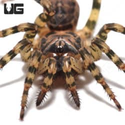 Tiger Armored Trapdoor Spider (Liphistius Sp. Thammarat) For Sale - Underground Reptiles