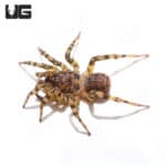 Tiger Armored Trapdoor Spider (Liphistius Sp. Thammarat) For Sale - Underground Reptiles