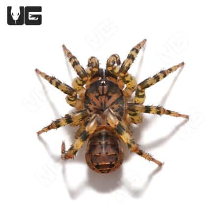 Tiger Armored Trapdoor Spider (Liphistius Sp. Thammarat) For Sale - Underground Reptiles