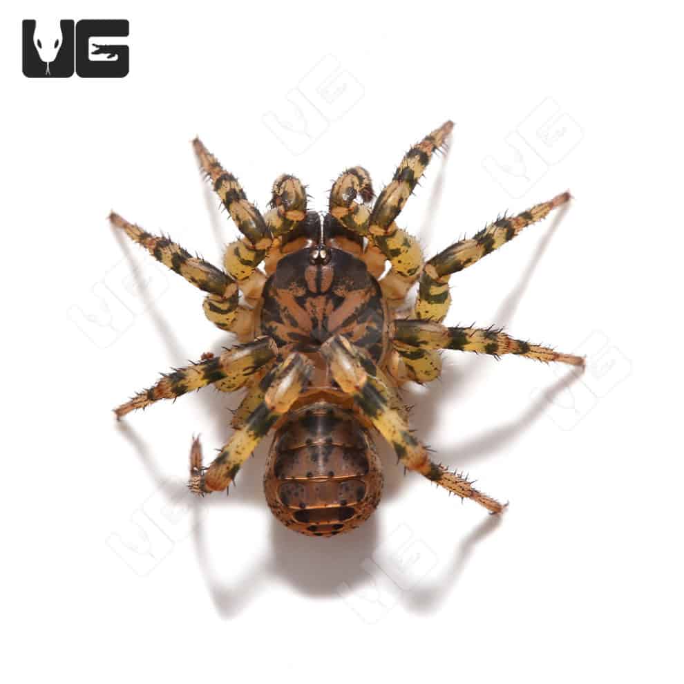 Tiger Armored Trapdoor Spiders For Sale Underground Reptiles   Ug Trap Door Spider 4 990x990 