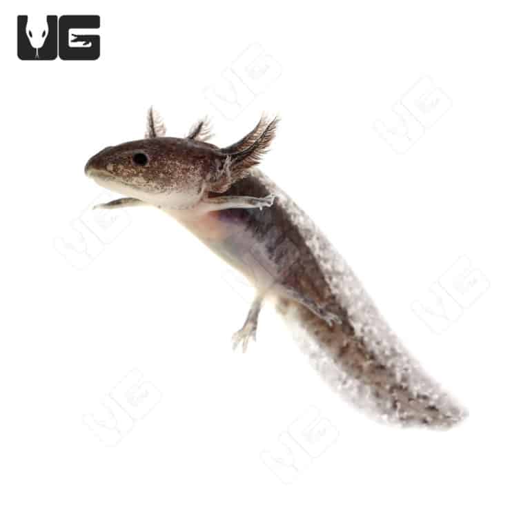 Wildtype Axolotls For Sale - Underground Reptiles