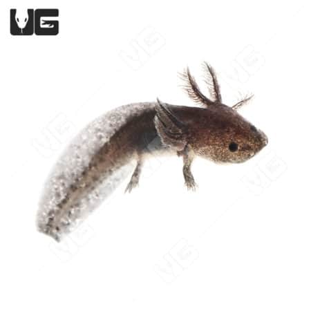 Wildtype Axolotls For Sale - Underground Reptiles