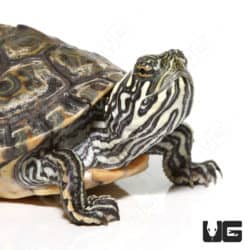 Yearling Rio Grand Gorzugi River Cooter Turtle (Pseudemys gorgzugi) For Sale - Underground Reptiles
