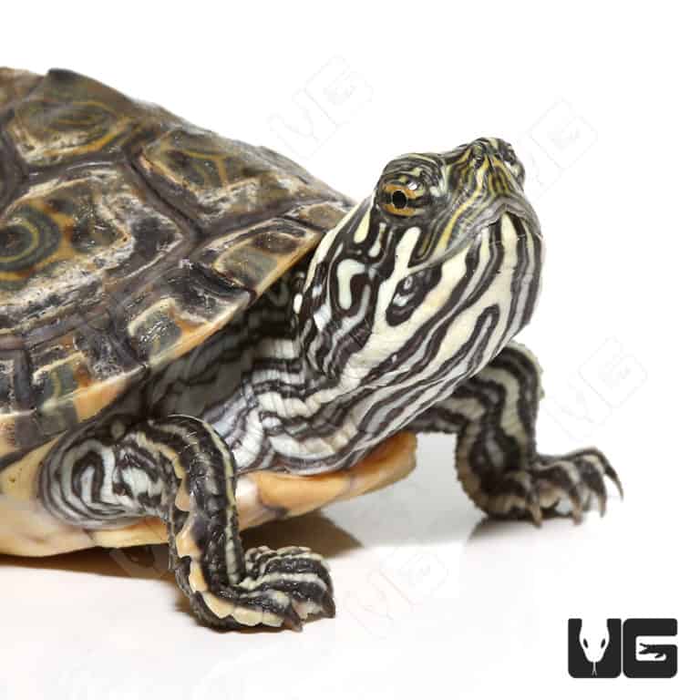 Baby Rio Grande River Cooter For Sale - Underground Reptiles