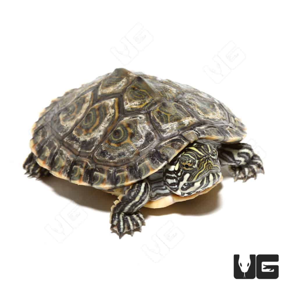 Baby Rio Grande River Cooter For Sale - Underground Reptiles