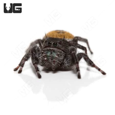 Desert Red Jumping Spider (Phidippus ardens) For Sale - Underground Reptiles