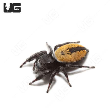 Desert Red Jumping Spider (Phidippus ardens) For Sale - Underground Reptiles
