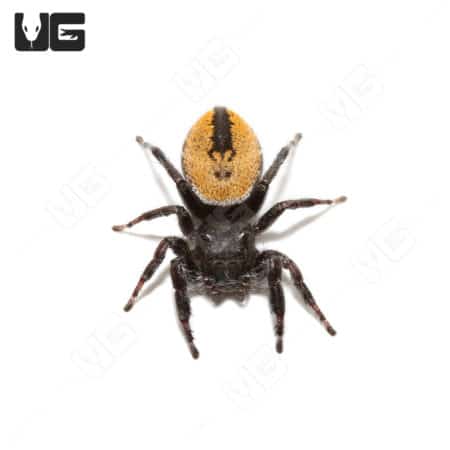 Desert Red Jumping Spider (Phidippus ardens) For Sale - Underground Reptiles