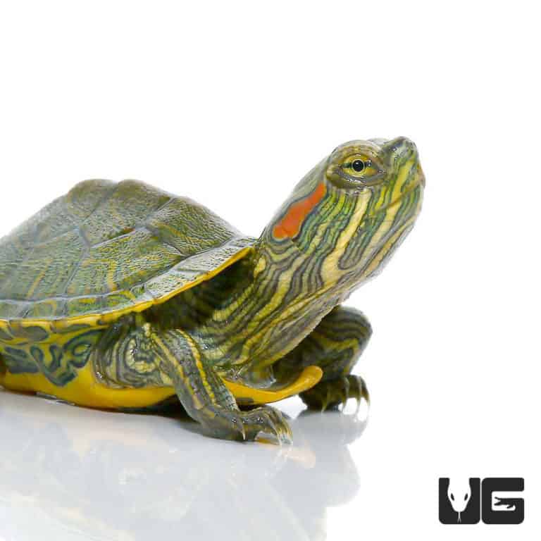 Baby Red Ear Slider Turtles (Trachemys scripta elegans) For Sale