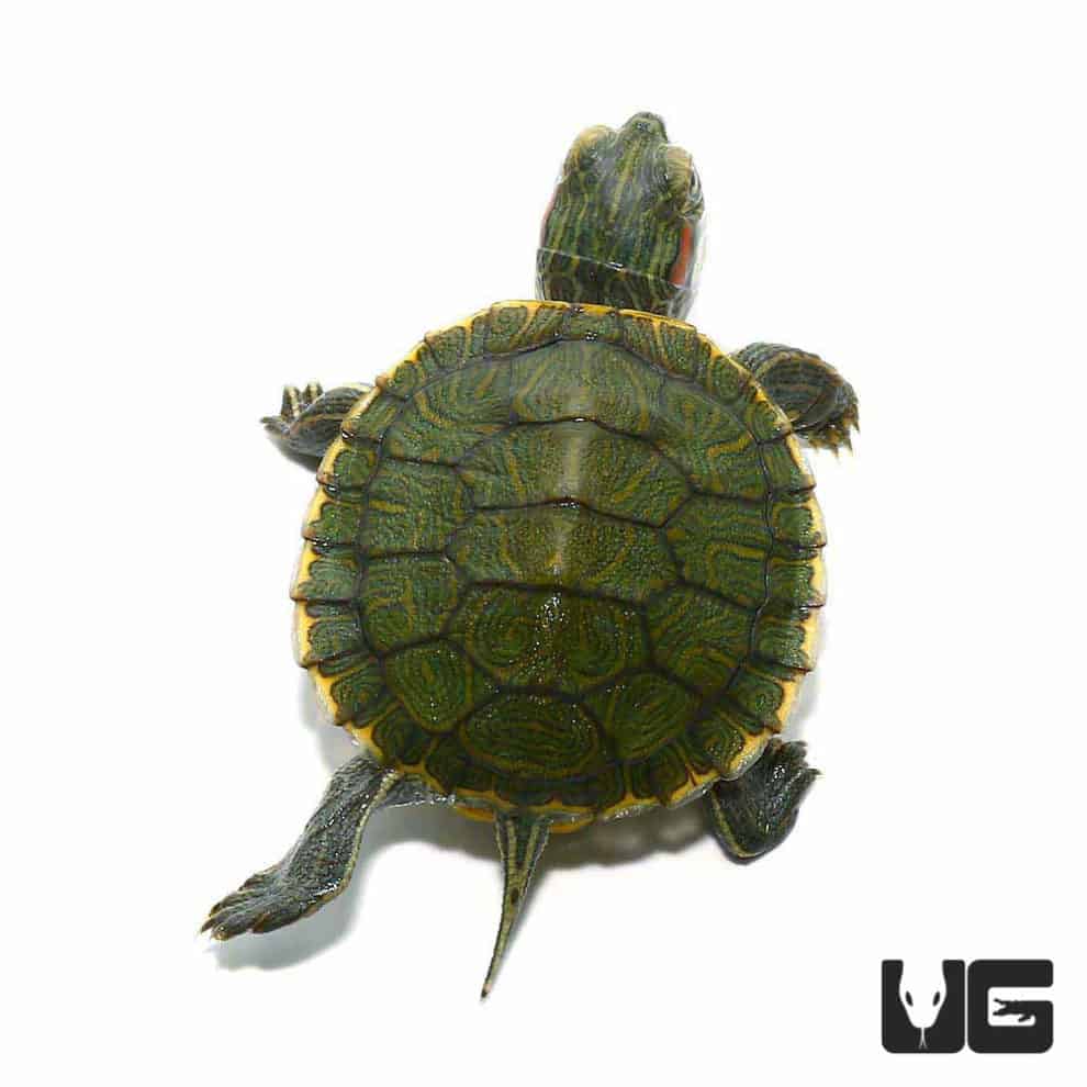 Baby Red Ear Slider Turtles (Trachemys scripta elegans) For Sale ...