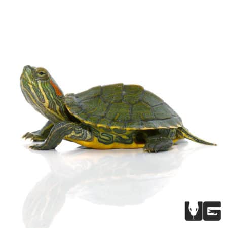 Baby Red Ear Slider Turtles (Trachemys scripta elegans) For Sale ...