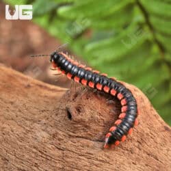 Orange Dragon Millipede (Desmoxytes Planata) For Sale - Underground Reptiles