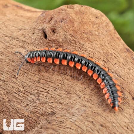Orange Dragon Millipede (Desmoxytes Planata) For Sale - Underground Reptiles