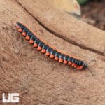 Orange Dragon Millipede (Desmoxytes Planata) For Sale - Underground Reptiles