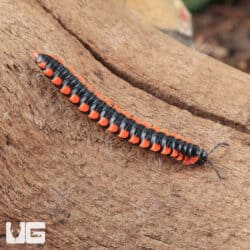 Orange Dragon Millipede (Desmoxytes Planata) For Sale - Underground Reptiles