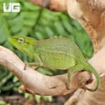 Perinet Chameleons For Sale - Underground Reptiles