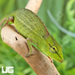 Perinet Chameleons For Sale - Underground Reptiles