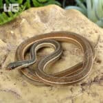 Ribbon Snakes For Sale - Underground Reptiles