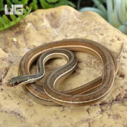 Ribbon Snakes For Sale - Underground Reptiles