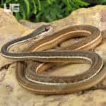 Ribbon Snakes For Sale - Underground Reptiles