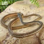 Ribbon Snakes For Sale - Underground Reptiles