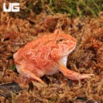 Raspberry Pacman Frogs For Sale - Underground Reptiles
