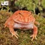 Raspberry Pacman Frogs For Sale - Underground Reptiles