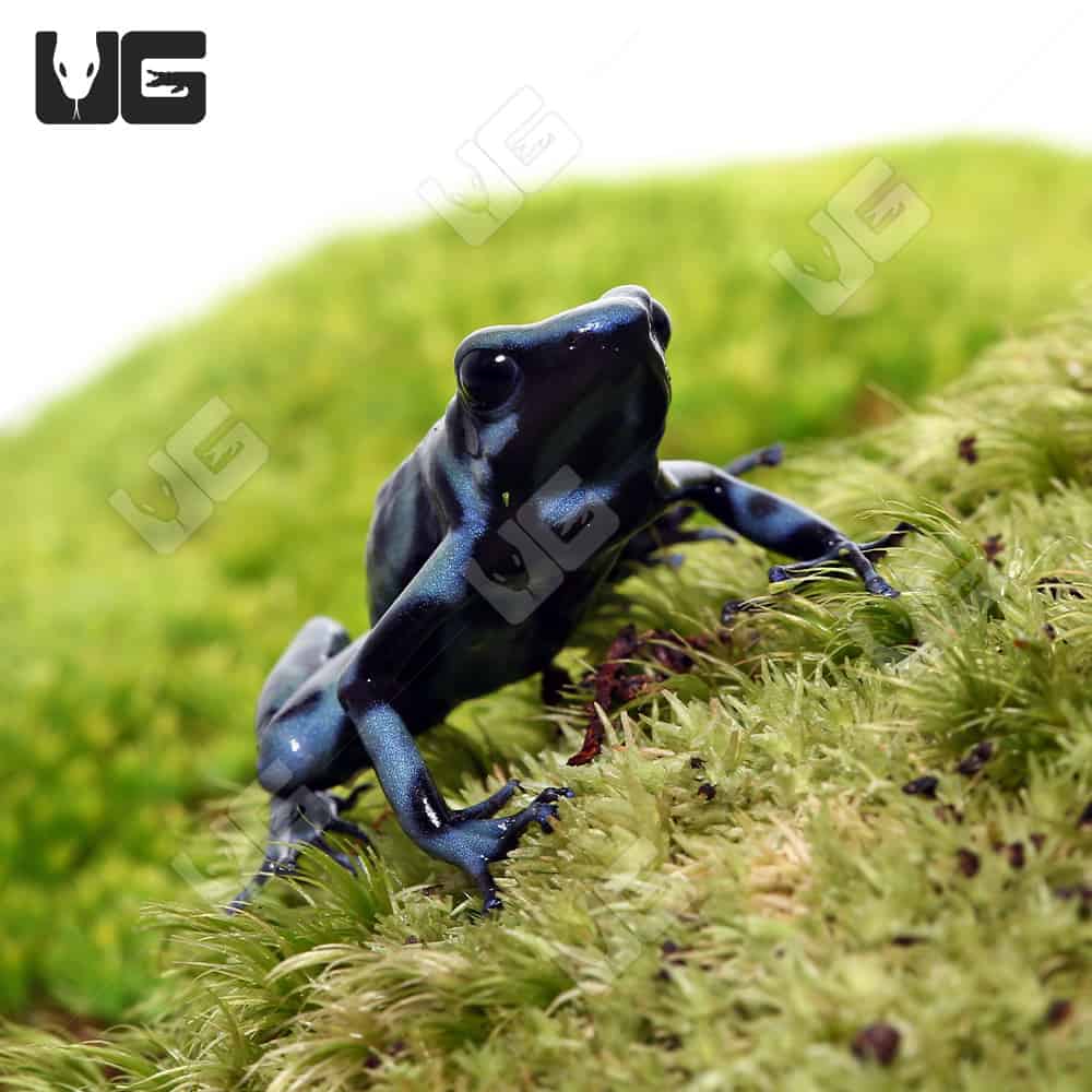 Adult Blue And Black Dart Frog (Dendrobates auratus)