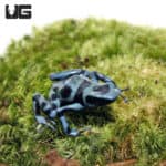 Adult Blue And Black Dart Frog (Dendrobates auratus)