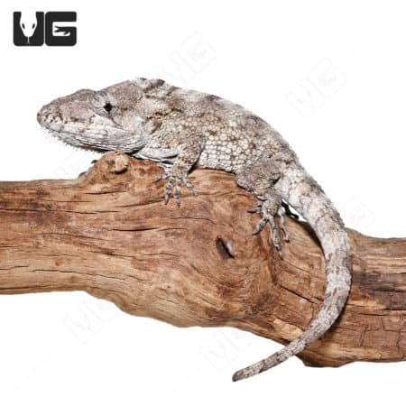 Adult Cuban False Chameleon (Anolis barbatus) For Sale - Underground Reptiles