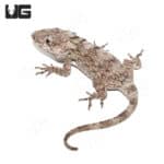 Adult Cuban False Chameleon (Anolis barbatus) For Sale - Underground Reptiles