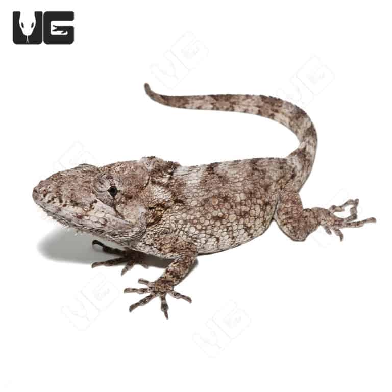 O'Shaughnessy's Chameleons For Sale - Underground Reptiles