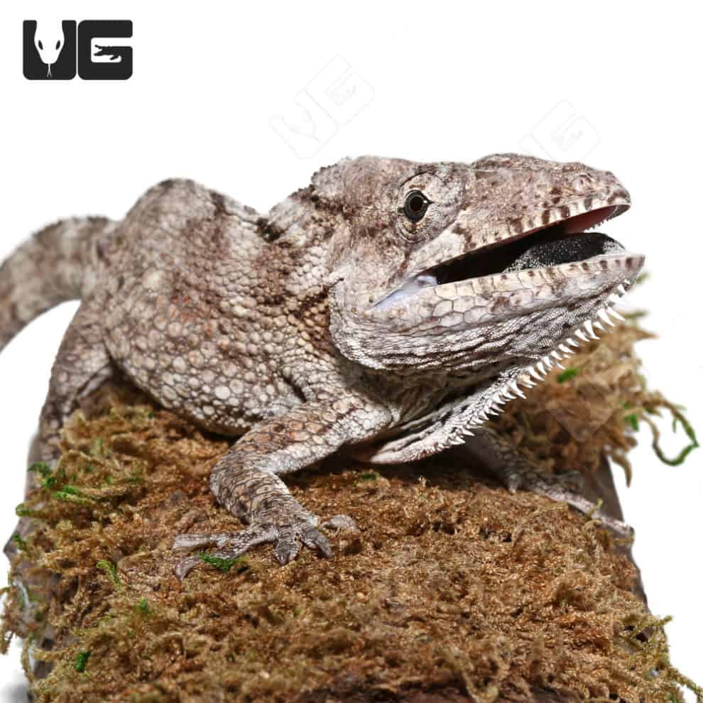 O'Shaughnessy's Chameleons For Sale - Underground Reptiles