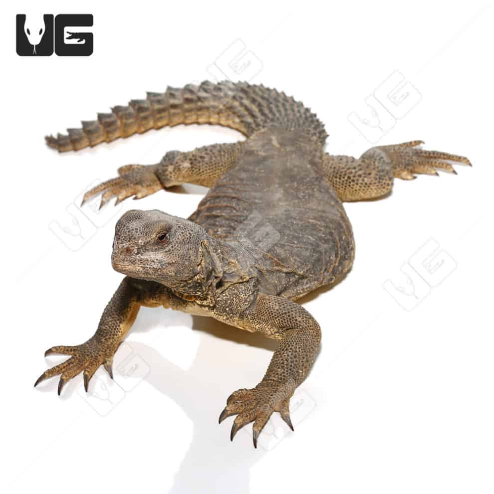 Adult Egyptian Uromastyx (Uromastyx aegyptia) for sale Underground