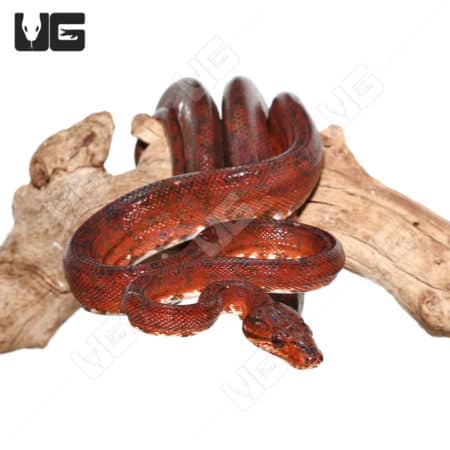 Female Red Amazon Tree Boas (Corallus hortulanus)