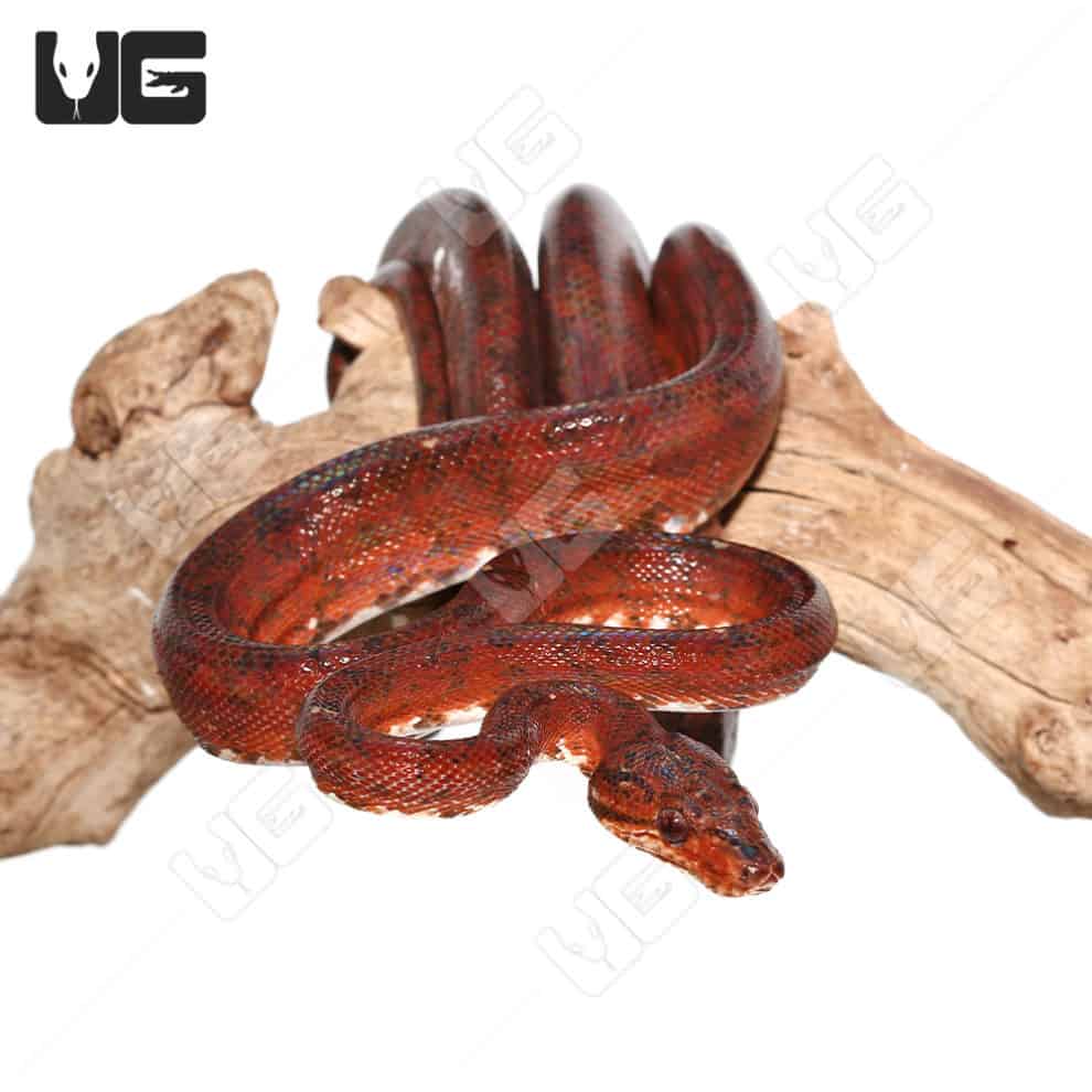 Baby Candy Cane Amazon Tree Boas For Sale Underground Reptiles